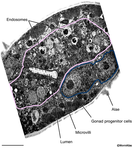  DIntFIG 2B. Detailed view of dauer midbody intestinal cells. 